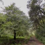 GN activó “Plan GN-A” en Colima, Guerrero, Jalisco y Michoacán por “Huracán Blas”