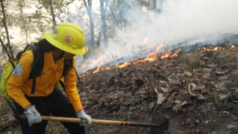 Reportan 100 incendios forestales en México