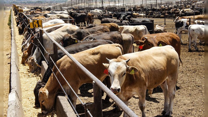 Morelos: Mueren 17 cabezas de ganado por altas temperaturas